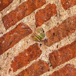 Taste Of Mezcal (Explicit)