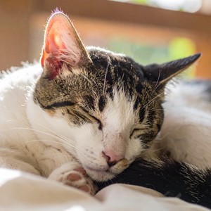 Ritmos Suaves Lofi Para Gatos