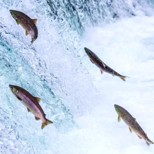 鲑鱼回家歌(鲑鱼洄游)