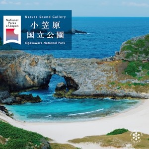 サンゴが躍る礫浜 (釣浜 小笠原 父島)