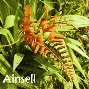 Ainsell