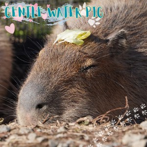 GENTLE WATER PIG