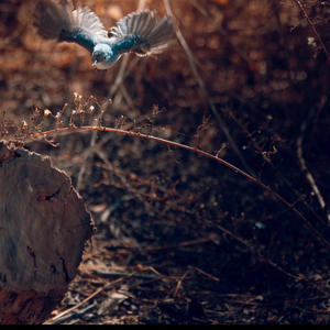 El Pajarillo