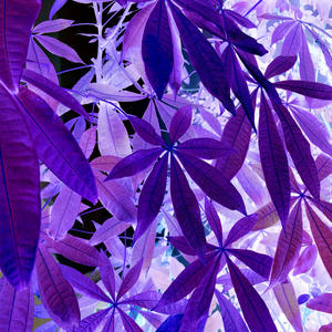 do 2 much (feat. amirr) (Explicit)