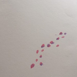 致兔子