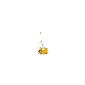 GOLDEN ROSE