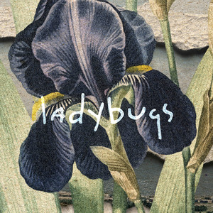 Ladybugs