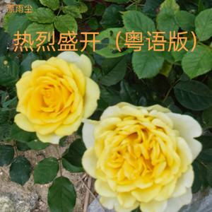 热烈盛开 (粤语)封面