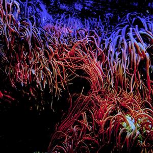 Our King(feat. Tea & Splopee)