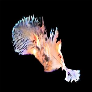 Hell of a Lie (feat. Nile Rivers & Dylan Lopez) (Explicit)