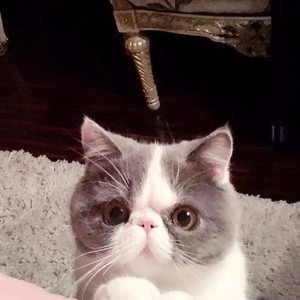 楚楚可怜