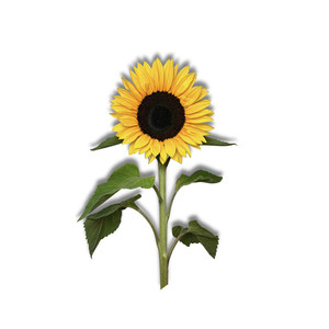 Aunque El Sol No Vuelva A Brillar