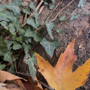 i cant lose you (instrumental)