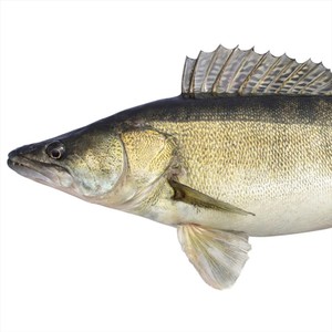 Hätt ich ein zweites Tattoo