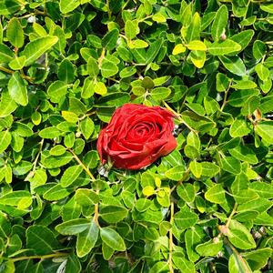 Coming Down from the Mountain (feat. James Kerridge)