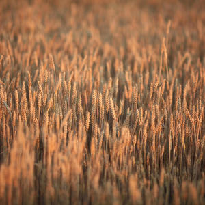 EXPERIENCIA (feat. Billy Liquor) (Explicit)