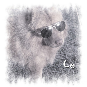 鹅与小鸟的对话