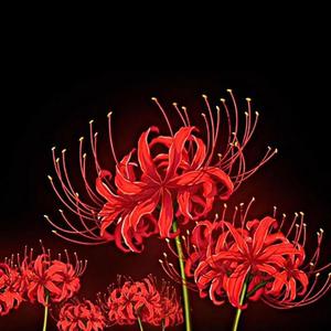 Lycoris Radiata