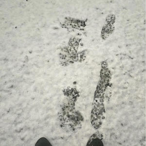 differences (Explicit)