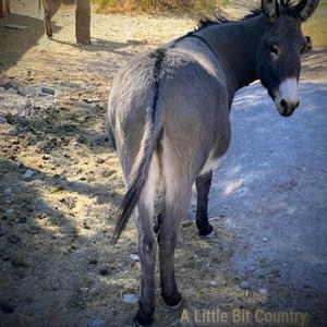 Dennis Hageman - Good Stuff