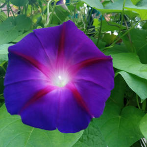 Throw Ass (feat. Cody Joshua)