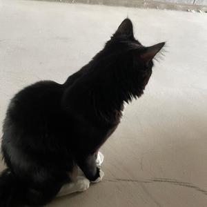 I want a cat (Explicit)