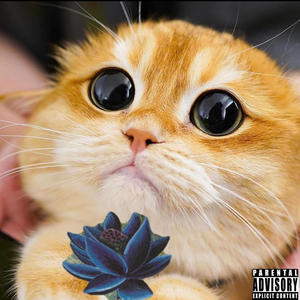 Mox Kitty (feat. Lil Kitty) [Explicit]