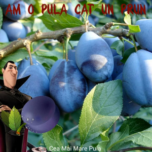 Am O Pula Cat Un Prun (Live)