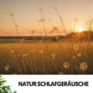 Murmures au clair de lune