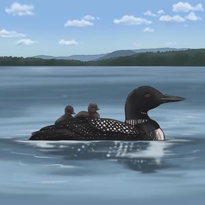 Common Loon