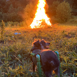 I'm sending the Wolf