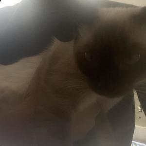 vyvanse (feat. whytier) (Explicit)