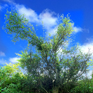 一缕茶香一世缘