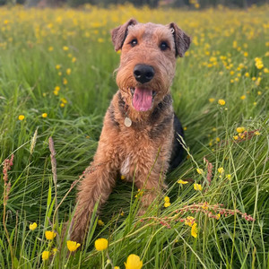 Perfect Love (Explicit)