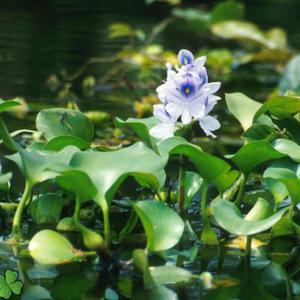 Như cánh lục bình (beat karaoke)