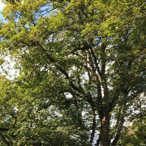 czerwiec (feat. mop) (Explicit)