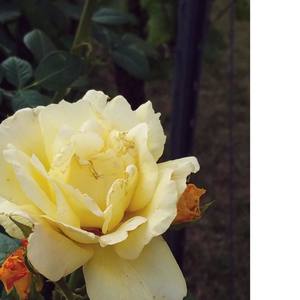 Open Letter (Explicit)