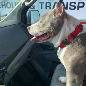 DIAMOND WHITE (Explicit)