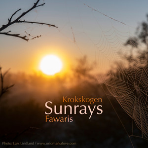 Krokskogen - Sunrays