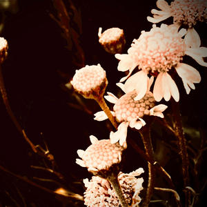 Miserable (Explicit)