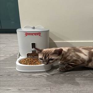 foreign words (Explicit)