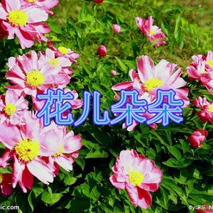 杨柳依依