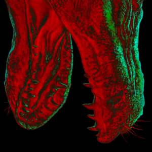 NOESIS. (Fase I) 70% Água Turva