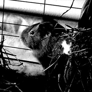 ŚWINKI MORSKIE (Explicit)