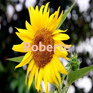 Roberte