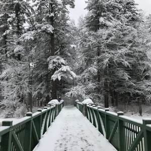 Flowers in the Snow