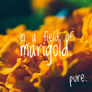 in a field of marigold.