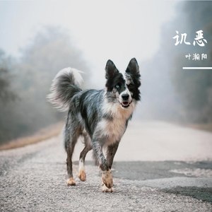 讥恶