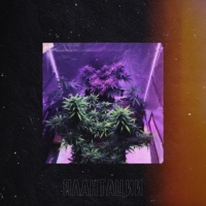 Плантации (Explicit)