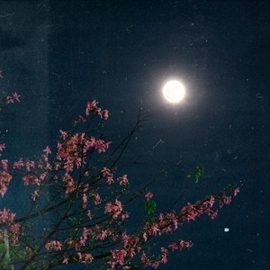 Freedom (Ultra Slowed|Explicit)